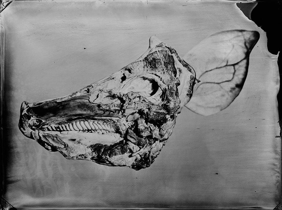 Demise Print #003 (Signed)